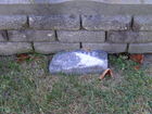Filename=DSCF2729.JPG
Filesize=1614KiB
Dimensions=1299x974
Date added=Sep 21, 2010 DSCF2729.JPG